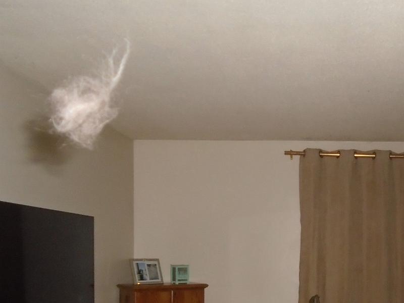 catdim (2).jpg
